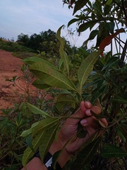 Alstonia angustifolia