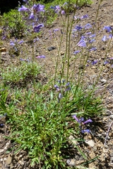 Penstemon rydbergii