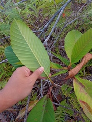 Tetracera