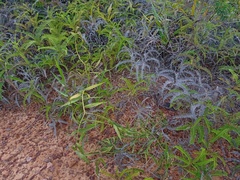 Flagellaria indica