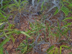 Flagellaria indica