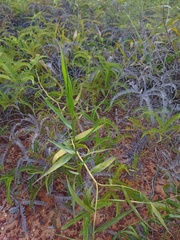 Flagellaria indica