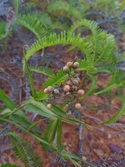 Flagellaria indica