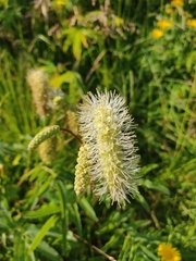 Sanguisorba dodecandra