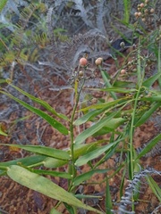 Flagellaria indica