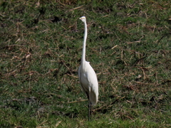 Ardea alba melanorhynchos