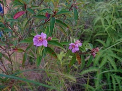 Melastoma