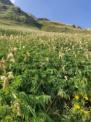 Sanguisorba dodecandra