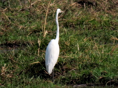 Ardea alba melanorhynchos