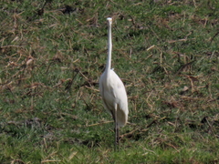 Ardea alba melanorhynchos
