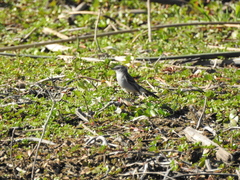 Serpophaga nigricans