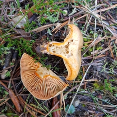 Lactarius quieticolor