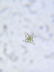 Staurastrum anatinum