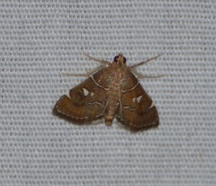 Lamprosema