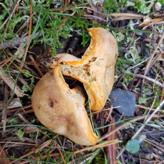 Lactarius quieticolor