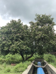 Lagerstroemia speciosa