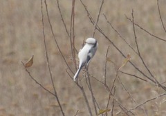 Cyanistes cyanus