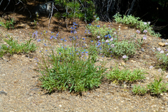Penstemon rydbergii