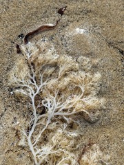 Sphaerococcus coronopifolius