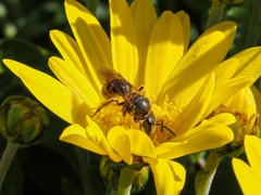 Lasioglossum