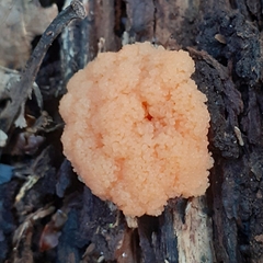 Tubifera