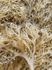 Sphaerococcus coronopifolius