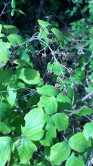 Rubus ulmifolius
