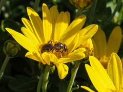 Lasioglossum