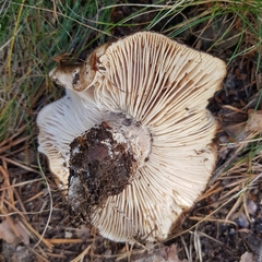Russula adusta