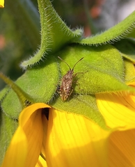 Stictopleurus abutilon
