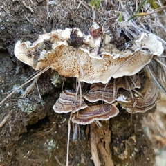 Trametes versicolor
