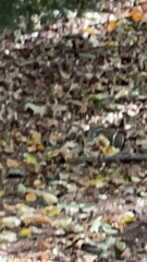 Tamias striatus