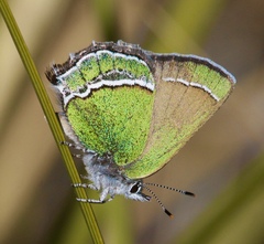 Callophrys mcfarlandi