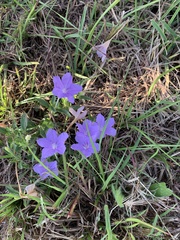 Ruellia nudiflora