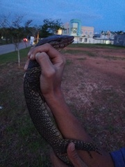 Varanus dumerilii