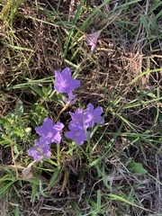 Ruellia nudiflora