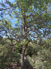 Quercus arizonica