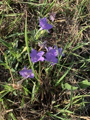 Ruellia nudiflora