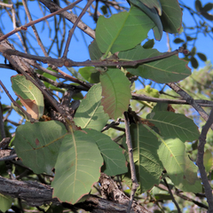 Quercus arizonica