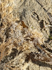 Sphaerococcus coronopifolius