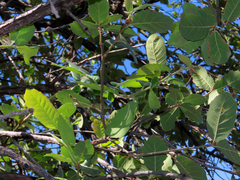 Quercus arizonica