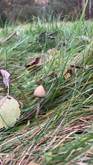 Psilocybe semilanceata