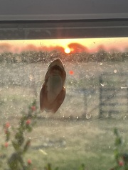 Hyla