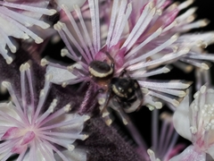 Eris militaris