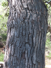 Quercus arizonica