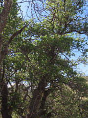 Quercus emoryi