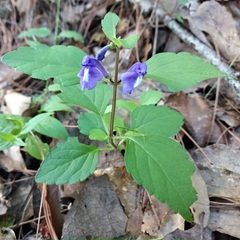 Scutellaria dumetorum