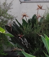 Strelitzia