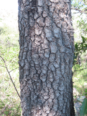 Quercus emoryi