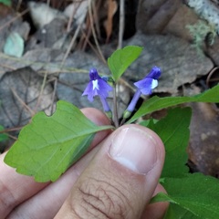 Scutellaria dumetorum